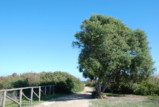 Vendicari